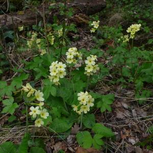 Photographie n°2522072 du taxon Primula elatior subsp. elatior 