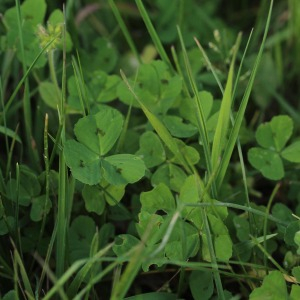 Photographie n°2522091 du taxon Medicago arabica (L.) Huds. [1762]