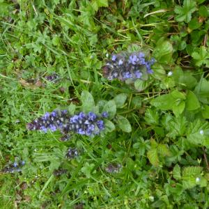 Photographie n°2522104 du taxon Ajuga reptans L. [1753]