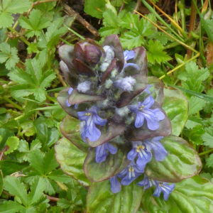 Photographie n°2522105 du taxon Ajuga reptans L. [1753]