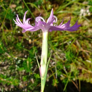 Photographie n°2522128 du taxon Dianthus hyssopifolius L.