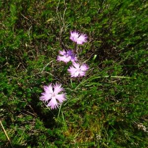 Photographie n°2522130 du taxon Dianthus hyssopifolius L.