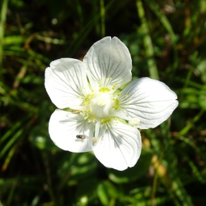 Photographie n°2522150 du taxon Parnassia palustris L. [1753]