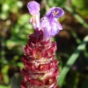 Photographie n°2522157 du taxon Prunella vulgaris L.