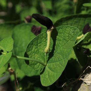 Photographie n°2522220 du taxon Aristolochia rotunda L.