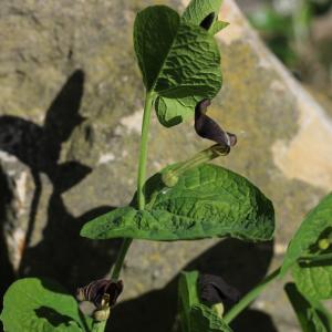 Photographie n°2522221 du taxon Aristolochia rotunda L.