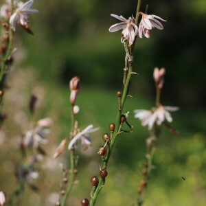 Photographie n°2522226 du taxon Asphodelus fistulosus L.