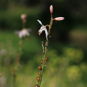 Photographie n°2522227 du taxon Asphodelus fistulosus L.