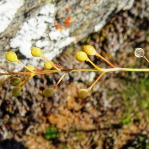 Photographie n°2522242 du taxon Kernera saxatilis (L.) Sweet [1827]