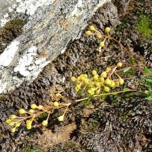 Photographie n°2522243 du taxon Kernera saxatilis (L.) Sweet [1827]