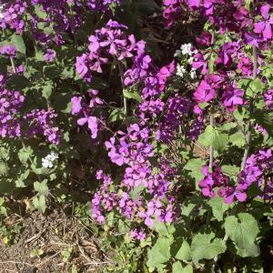 Photographie n°2522324 du taxon Lunaria annua L.