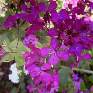 Photographie n°2522325 du taxon Lunaria annua L.