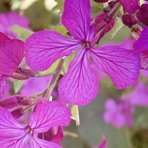 Photographie n°2522326 du taxon Lunaria annua L.