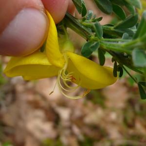 Photographie n°2522351 du taxon Cytisus scoparius (L.) Link