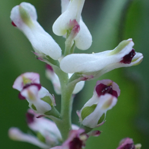 Photographie n°2522376 du taxon Fumaria parviflora Lam.