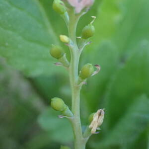 Photographie n°2522377 du taxon Fumaria parviflora Lam.