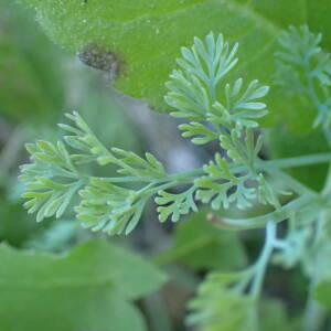 Photographie n°2522378 du taxon Fumaria parviflora Lam.