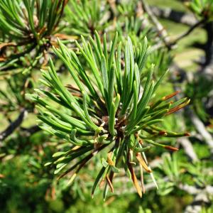 Photographie n°2522481 du taxon Pinus mugo subsp. uncinata (Ramond ex DC.) Domin [1936]