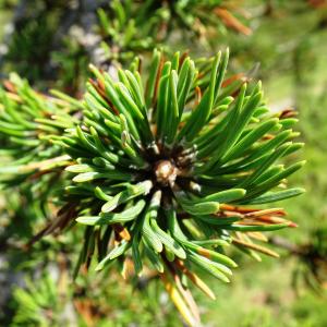 Photographie n°2522482 du taxon Pinus mugo subsp. uncinata (Ramond ex DC.) Domin [1936]