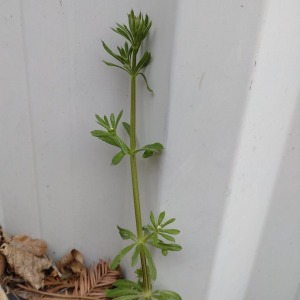 Photographie n°2522496 du taxon Galium aparine L.