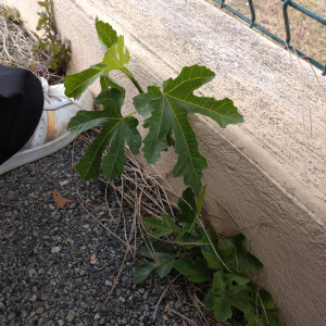 Photographie n°2522497 du taxon Ficus carica L.