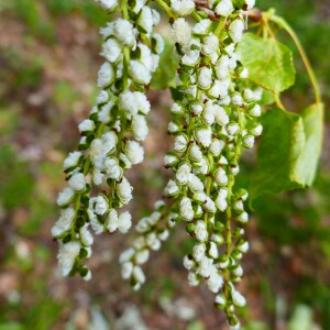 Photographie n°2522504 du taxon Populus nigra L. [1753]