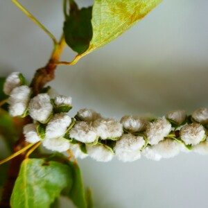 Photographie n°2522508 du taxon Populus nigra L. [1753]