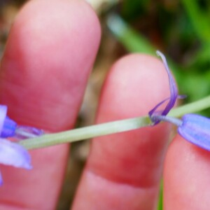 Photographie n°2522510 du taxon Hyacinthoides non-scripta (L.) Chouard ex Rothm. [1944]