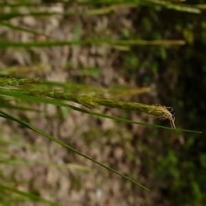 Photographie n°2522523 du taxon Carex sylvatica subsp. sylvatica