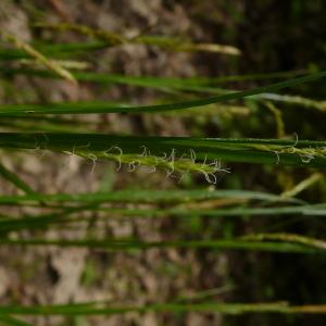 Photographie n°2522524 du taxon Carex sylvatica subsp. sylvatica