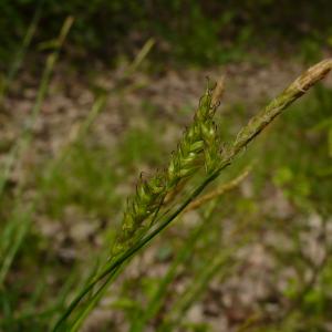 Photographie n°2522526 du taxon Carex sylvatica subsp. sylvatica
