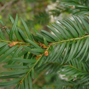 Photographie n°2522566 du taxon Taxus baccata L. [1753]