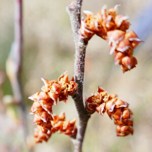 Photographie n°2522570 du taxon Myrica gale L. [1753]