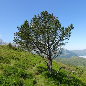 Photographie n°2522588 du taxon Pinus mugo subsp. uncinata (Ramond ex DC.) Domin [1936]