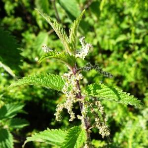 Photographie n°2522589 du taxon Urtica dioica L. [1753]