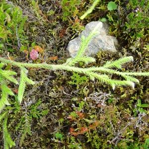 Photographie n°2522616 du taxon Lycopodium clavatum L. [1753]