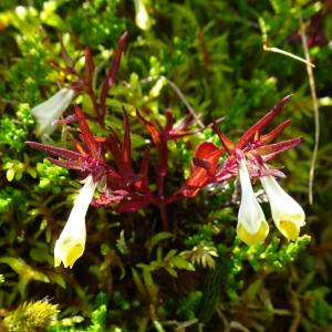 Photographie n°2522630 du taxon Melampyrum pratense L. [1753]