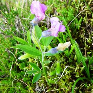 Photographie n°2522636 du taxon Lathyrus linifolius (Reichard) Bässler [1971]