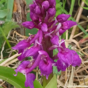  - Orchis mascula (L.) L. [1755]