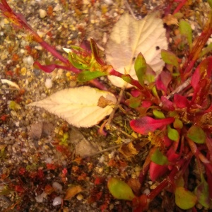 Photographie n°2522645 du taxon Rumex bucephalophorus L. [1753]