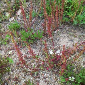 Photographie n°2522646 du taxon Rumex bucephalophorus L. [1753]