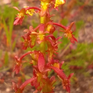 Photographie n°2522647 du taxon Rumex bucephalophorus L. [1753]