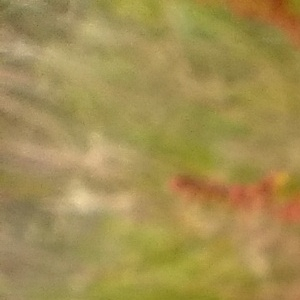 Photographie n°2522648 du taxon Rumex bucephalophorus L. [1753]