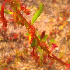 Photographie n°2522649 du taxon Rumex bucephalophorus L. [1753]