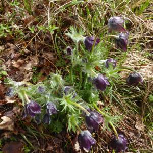 Photographie n°2522703 du taxon Anemone pulsatilla L. [1753]