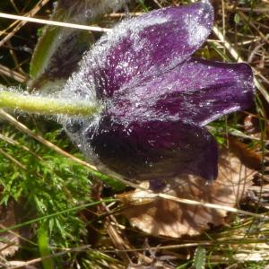 Photographie n°2522706 du taxon Anemone pulsatilla L. [1753]