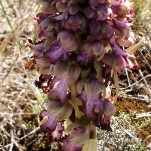 Photographie n°2522713 du taxon Himantoglossum robertianum (Loisel.) P.Delforge