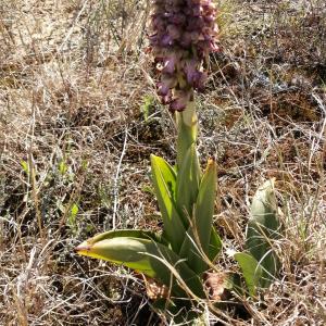 Photographie n°2522714 du taxon Himantoglossum robertianum (Loisel.) P.Delforge