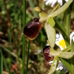 Photographie n°2522715 du taxon Ophrys aranifera Huds.