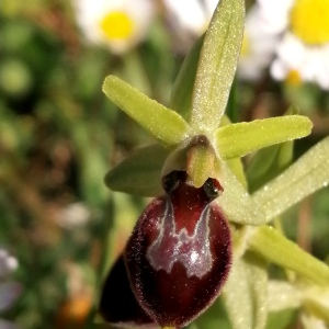 Photographie n°2522716 du taxon Ophrys aranifera Huds. [1778]